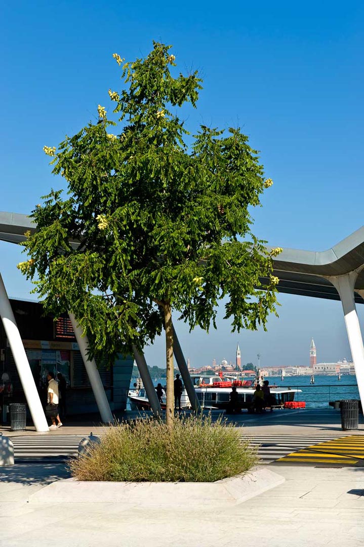 Faedo Viale Santa Elisabetta Venezia lido